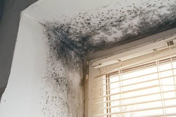Affordable Mold Remediation solutions in Heathsville, VA
