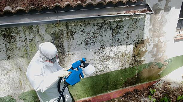 Top rated local Mold Remediation specialists in Heathsville, VA